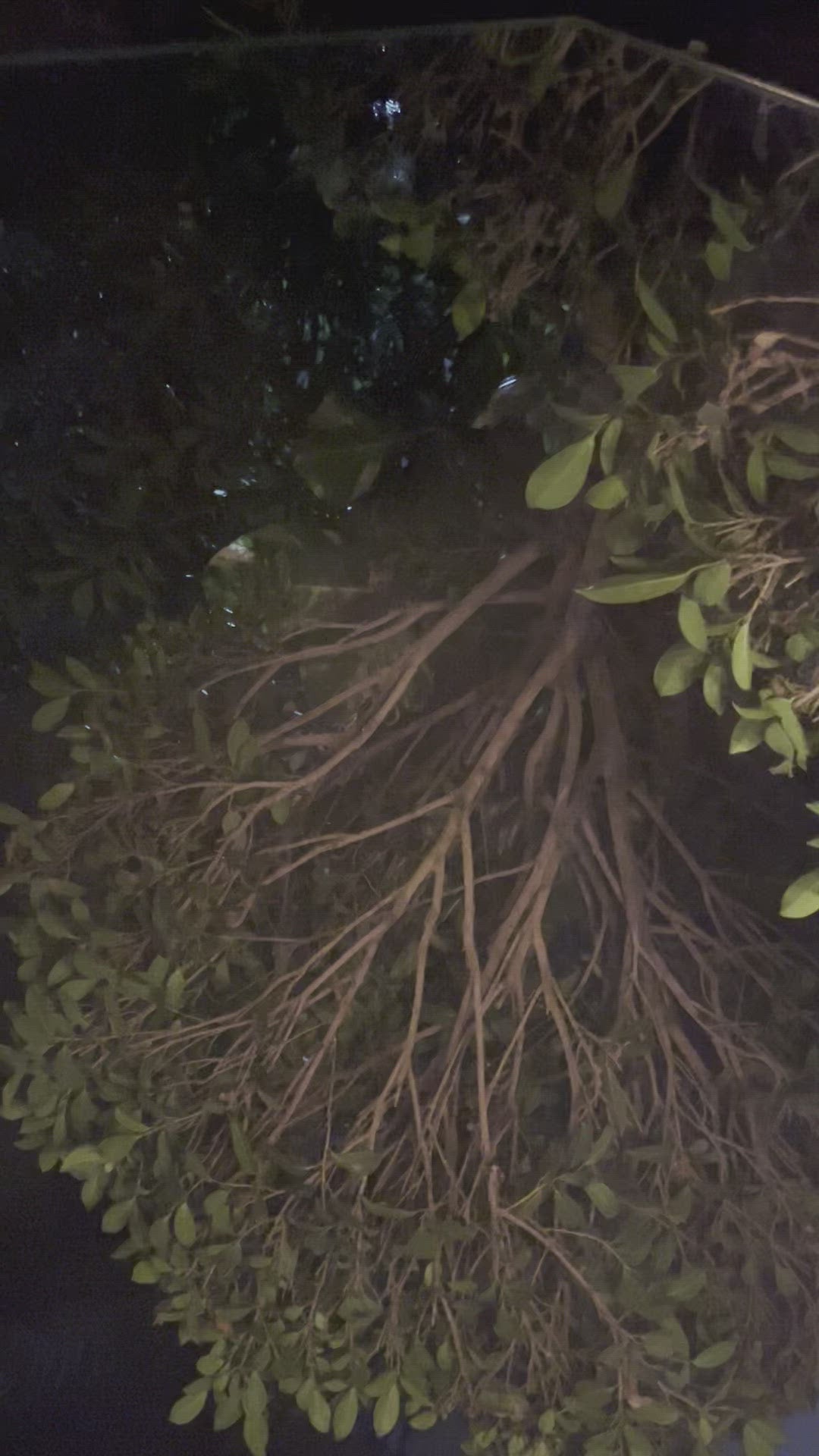 Muddy Mustard Textured Glass Diya