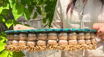 Load image into Gallery viewer, Harmony Mor Bani Thangat Kare Dangler Platter (Large)
